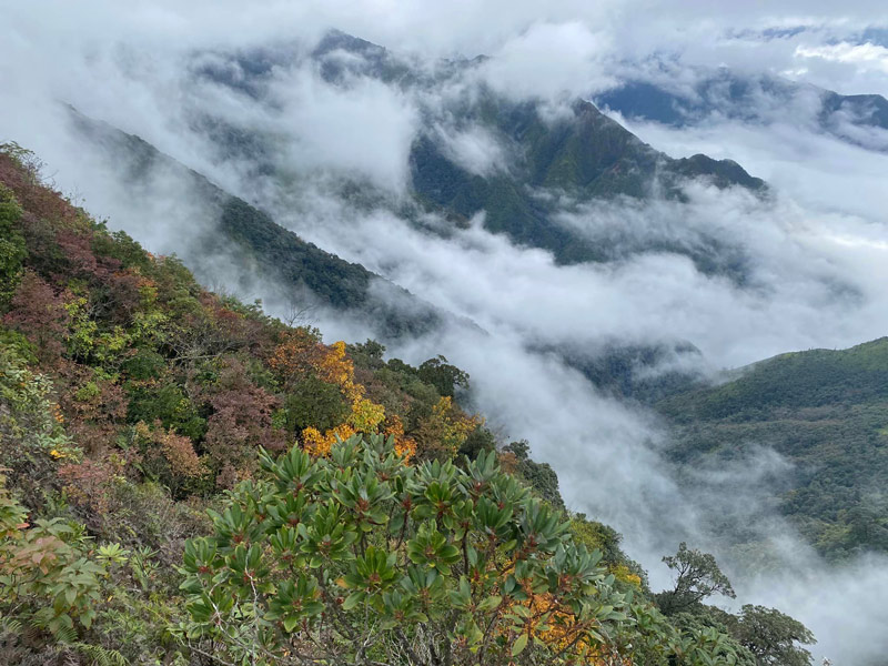 Dịp này khi các bạn trẻ trekking đỉnh Tà Xùa cũng có cơ hội chứng kiến núi rừng chuyển màu, thay lá. Ảnh: Hieu Vu.